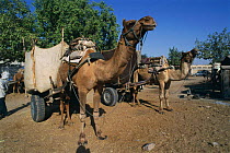 Dromedary camels used to pull carts {Camelus dromedarius} Rajasthan, India