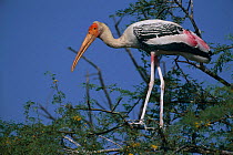 Painted stork in tree {Mycteria leucocephala} Keoladeo Ghana NP, India