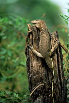 Bengal monitor lizard {Varanus bengalensis} Keoladeo Ghana NP, India