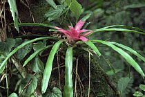 Bromeliad in rainforest {Neoregelia carolinae} Brazil