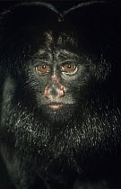 Black saki / bearded monkey {Chiropotes satanas} portrait, Brazil, captive, Critically Endangered