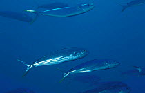Dolphinfish {Coryphaena hippurus} Caribbean