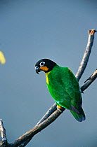 Orange cheeked parrot {Pyrilia barrabandi} Tambopata reserve, Peru, South America