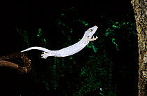 Gargoyle gecko leaping {Rhacodactylus auriculatus}