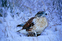 Ferruginous hawk in snow {Buteo regalis} USA, North America