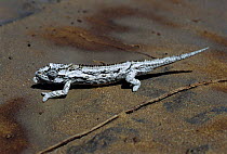 Chameleon {Bradypodion occidentale} Namaqualand, Southern Africa