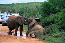 Tourists watch African elephants play on road {Loxodonta africana} Addo Elephant Park, South Africa