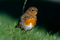 Robin juvenile {Erithacus rubecula} Isle of Mull, Scotland, UK
