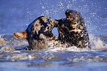 Grey seal female (left) rejects male's attempt to mate (Halichoerus grypus) Lincolnshire, UK