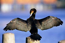 Common cormorant drying wings and preening {Phalacrocorax carbo}, UK