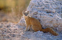 Yellow mongoose {Cynictis penicillata} Etosha NP, Namibia