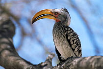 Yellow billed hornbill {Tockus flavirostris} Etosha NP, Namibia