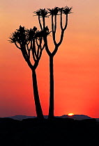 Quiver tree {Aloe dichotoma} at dawn with sun rising Naukluft NP, Namibia