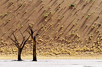 Sand dunes with shadows and dead Acacia tree Dead Vlei, Sossusvlei, Namibia