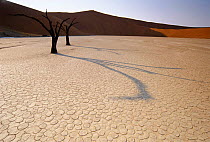 Desert salt pan with shadow of dead Acacia tree Dead Vlei, Sossusvlei, Namibia