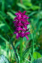 Irish marsh orchid {Dactylorhiza majalis} Romania