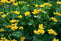 King cup flowers / Marsh marigold {Caltha palustris} Gloucestershire, UK