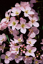 Cuckoo flower / Lady's smock {Cardamine pratensis} Gloucestershire, UK