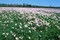 Field of Cuckoo flower / Lady's smock {Cardamine pratensis} Gloucestershire, UK