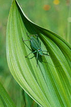 Saddle back bush cricket {Ephippiger ephippiger} first instar. Romania