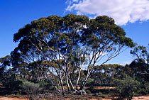 Giant mallee tree {Eucalyptus oleosa} Gluepot Reserve, South Australia