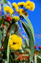 Red cap gum tree flower bud (red) and yellow flowers {Eucalyptus erythrocorys} Queensland, Australia
