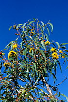 Red cap gum tree in flower {Eucalyptus erythrocorys}  Queensland, Australia