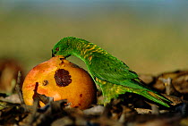 Scaly breasted lorikeet feeds on fallen mango fruit {Trichoglossus chlorolepidotus} Queensland, Australia