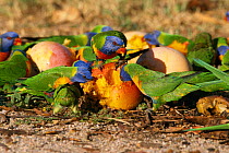 Rainbow lorikeets feed on fallen mango fruit {Trichoglossus haematodus} Queensland, Australia