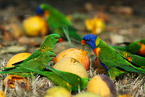 Rainbow lorikeets {Trichoglossus haematodus} and Scaly breasted lorikeets {Trichoglossus chlorolepidotus} feed on fallen mangoes, Queensland, Australia
