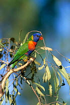 Rainbow lorikeet {Trichoglossus haematodus} in eucalyptus tree, Queensland, Australia