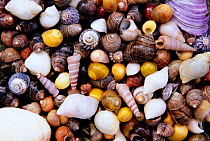Assorted seashells, Isle of Mull, Scotland, UK