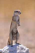 Cape ground squirrel male standing on guard {Xerus inauris} Etosha NP, Namibia