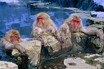 Japanese macaques warming in hot pool {Macaca fuscata} Jigokudani Yaen-Koen, Japan, snow monkeys
