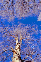 of hoar frost on Birch trees UK