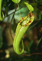 Pitcher plant {Nepenthes sp}