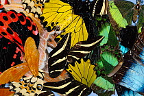 Mosaic of mixed tropical butterfly wings