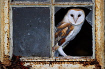 Barn owl in window of derelict house {Tyto alba} Buckinghamshire, UK