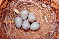 Canary bird eggs in nest {Serinus canarius}