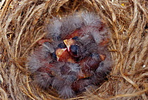 Canary chicks in nest {Serinus canarius}