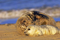 Grey seal {Halichoerus grypus} female and pup on beach, Norfolk, UK