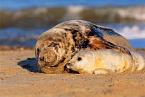 Grey seal female with pup {Halichoerus grypus} Norfolk, UK