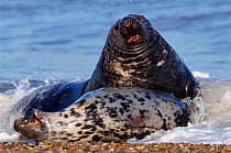 Grey seal bull attempting to mate {Halichoerus grypus} Norfolk, UK