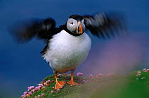 Puffin flapping wings {Fratercula arctica} Shetland, Scotland, UK