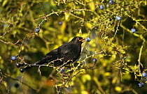 Blackbird (Turdus merula) male feeding on Sloe berries, Warwickshire, UK
