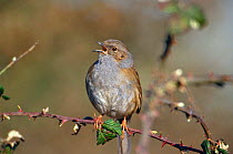 Dunnock singing {Prunella modularis} Warwickshire, UK