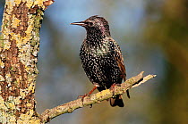Common starling {Sturnus vulgaris} Warwickshire, UK