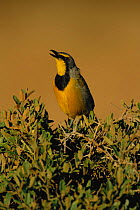 Bokmakierie singing {Telophorus zeylonus} South Africa