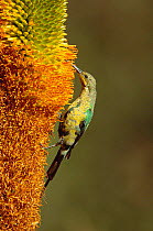 Yellow tufted malachite sunbird male {Nectarinia famosa} feeds on {Aloe broomii} South Africa - eclipse male