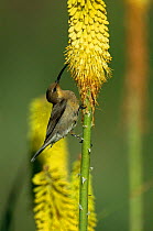 Yellow tufted malachite sunbird female {Nectarinia famosa} feeds on {Kniphofia linearifolia} South Africa